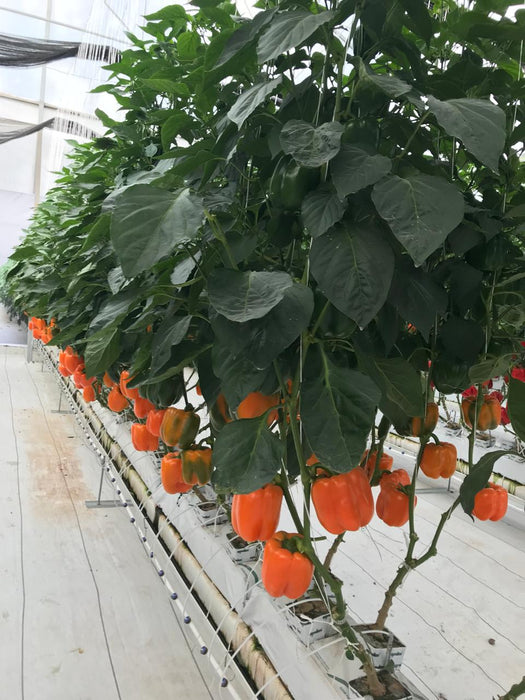 Fertilizante Hidroponia Plant Energy Floración y Llenado Bloom 10-5-32