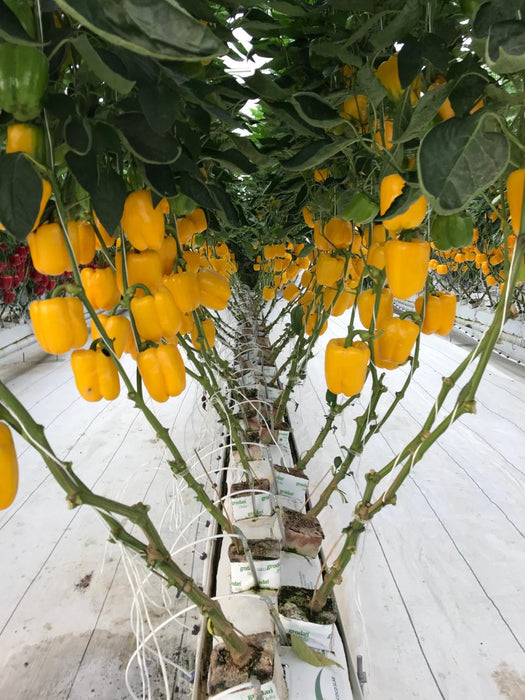 Fertilizante Hidroponia Plant Energy® Desarrollo Radicular Root 10-25-16