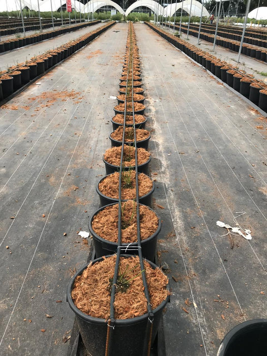 Fertilizante Hidroponia Plant® Longevity Nitrógeno Calcio 15-0-0