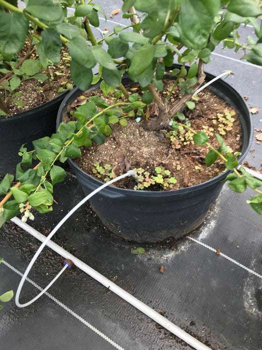 Fertilizante Hidroponia Plant® Longevity Nitrógeno Calcio 15-0-0
