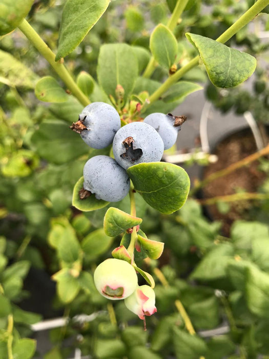 Fertilizante Hidroponia Plant® Longevity Nitrógeno Calcio 15-0-0
